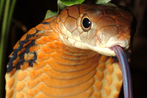 Cobra