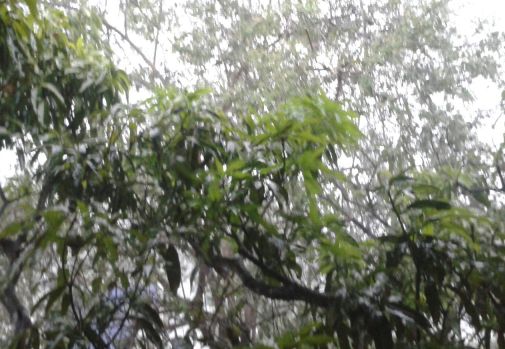 Por entre el ramaje la lluvia se cuela alegre.