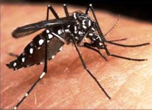 Mosquito.kpg