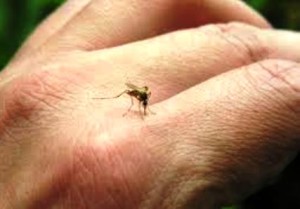 1 Mosquitico