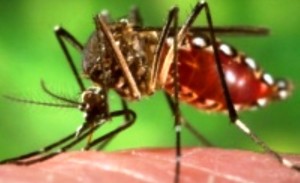 1 Mosquito Chikinkuya