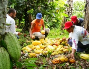 La siembra del cacao en los Montes de María no ha dado los resultados que se esperaban.