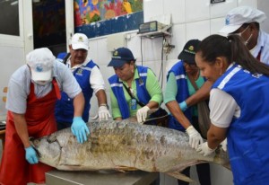 2 Funcionarios de la Secretaría de Salud examinan si este enorme pescado está apto para el consumo humano.
