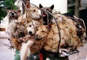 dog-in-a-net1