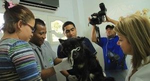 6 Vacunación de perros y gatos