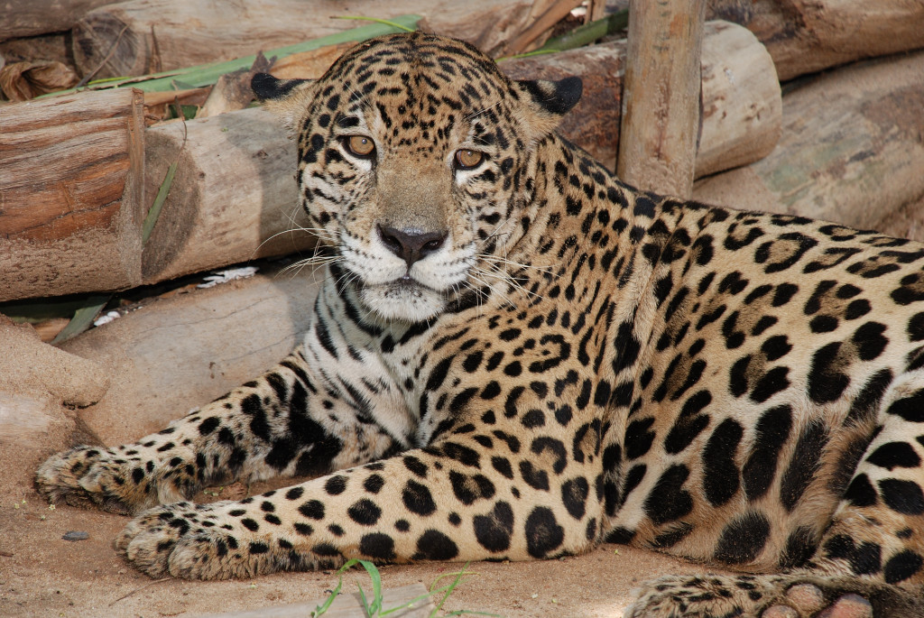 Jaguar Zoobaq (1)