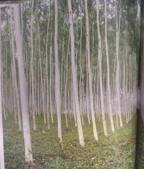 5 bosques