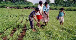 fotoagricultura_13