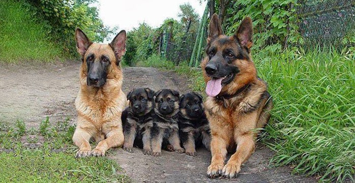 17 Perros