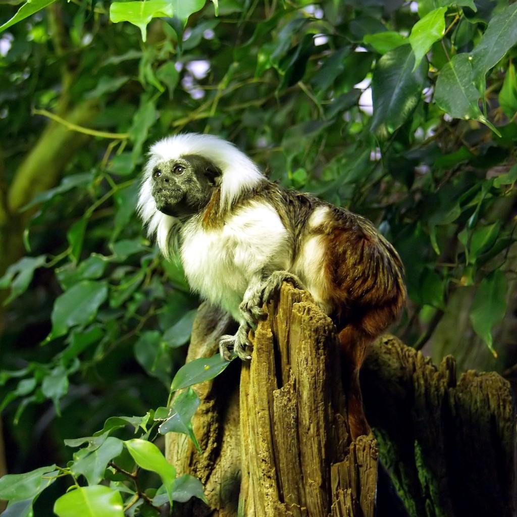 Lisztaffe - Cottontop Tamarin - Saguinus oedipus