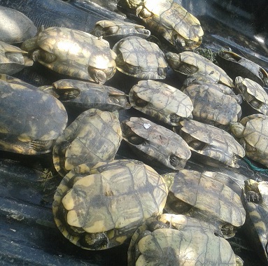 3 galápagos decomisados