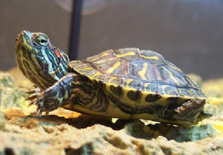 4 tortugaderio
