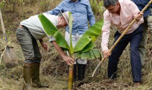 El Presidente Juan Manuel Santos y el Alto Consejero para el Posconflicto, Rafael Pardo, siembran un árbol de plátano con el que se sustituyen cultivos ilícitos en Antioquia, dentro el histórico programa emprendido por el Gobierno.