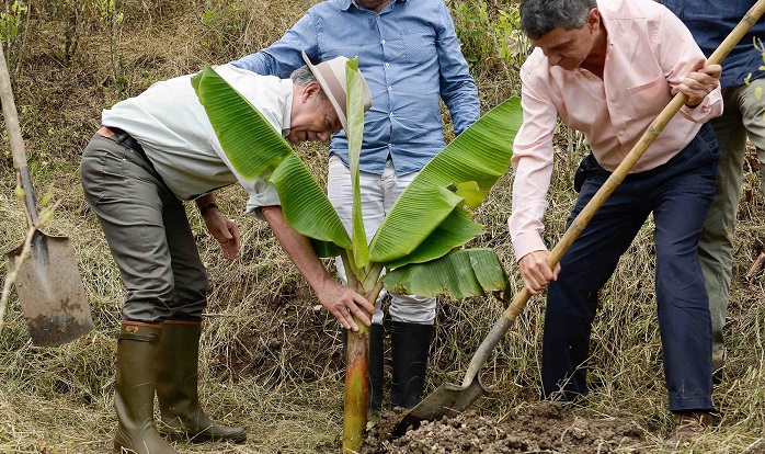 El Presidente Juan Manuel Santos y el Alto Consejero para el Posconflicto, Rafael Pardo, siembran un árbol de plátano con el que se sustituyen cultivos ilícitos en Antioquia, dentro el histórico programa emprendido por el Gobierno.