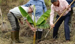 El Presidente Juan Manuel Santos y el Alto Consejero para el Posconflicto, Rafael Pardo, siembran un árbol de plátano con el que se sustituyen cultivos ilícitos en Antioquia, dentro el histórico programa emprendido por el Gobierno.