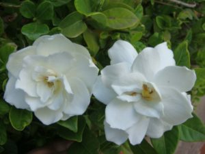 Dos gardenias