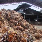 10 palm2corrlog_feda_big-c23b1421be