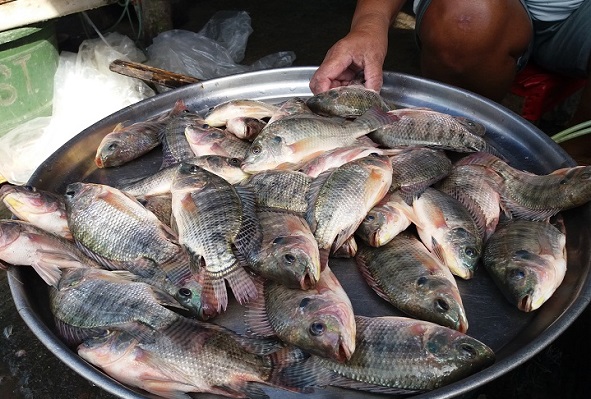4 tilapia