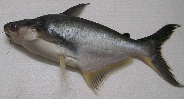 6 Pangasius