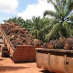 7 7 junio cultivos de palma de aceite en la Costa4