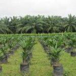 7 junio cultivos de palma de aceite en la Costa2
