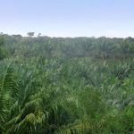 9 palm1corrlog_feda_big-f7194470d8