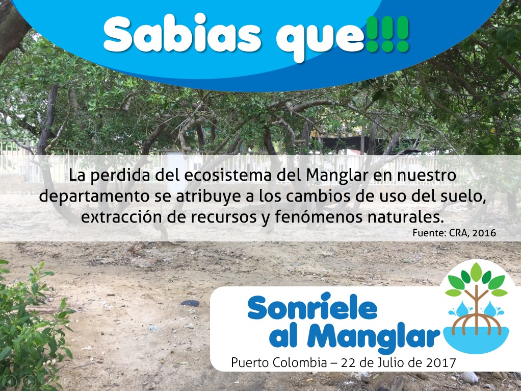 Información sobre manglar