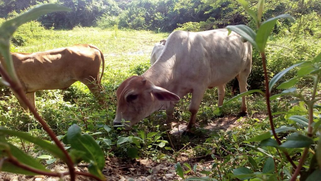 vaca