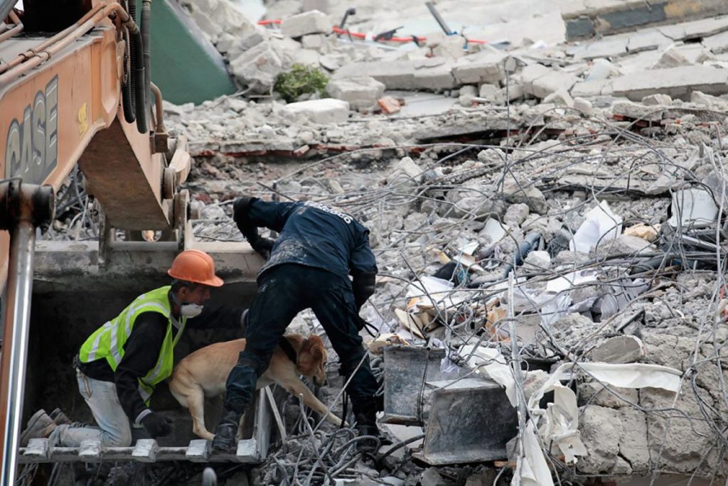 2 20 sept perros-guias