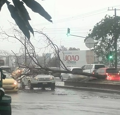 2 árboles cayeron sobre vehículos en marcha